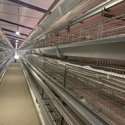 四层型材蛋鸡笼尺寸1560mmX450四门提高产蛋率节省人工