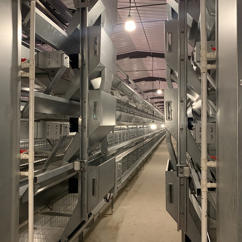 四层型材蛋鸡笼尺寸1560mmX450四门提高产蛋率节省人工图4