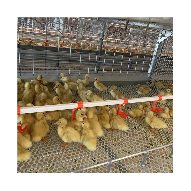 现货供应笼养设备 农业养殖机械肉鸭笼 鸭子笼养殖场用的肉鸭笼图4