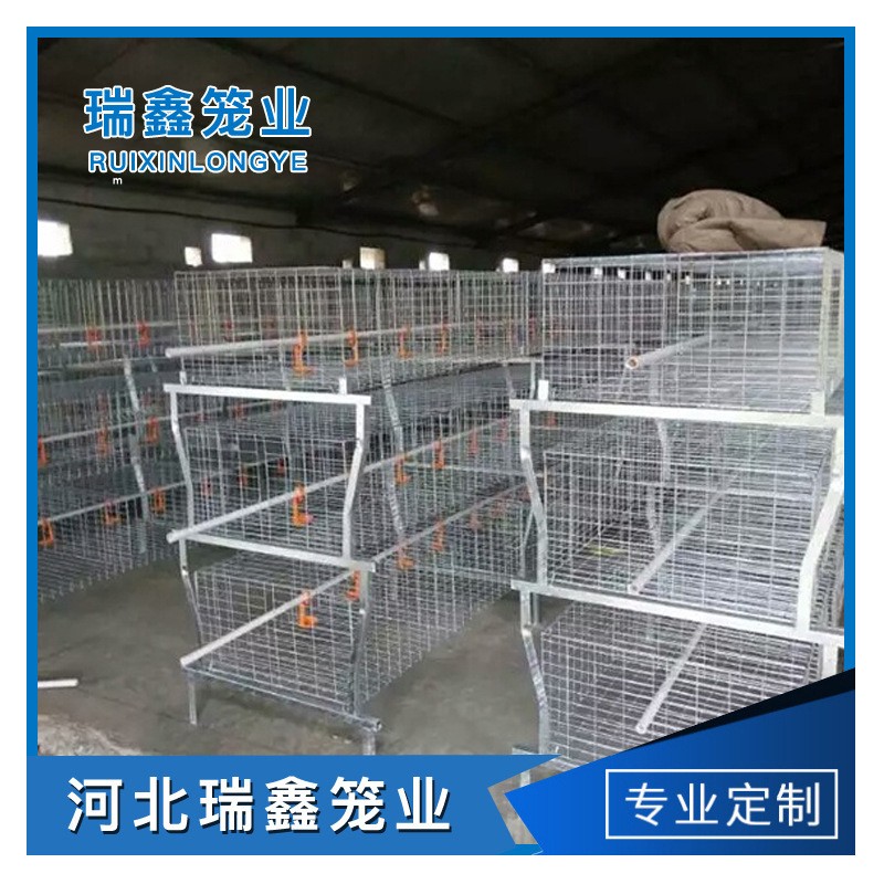厂家生产供应 单层皮带立式热镀锌元宝肉鸡笼全自动养殖设备