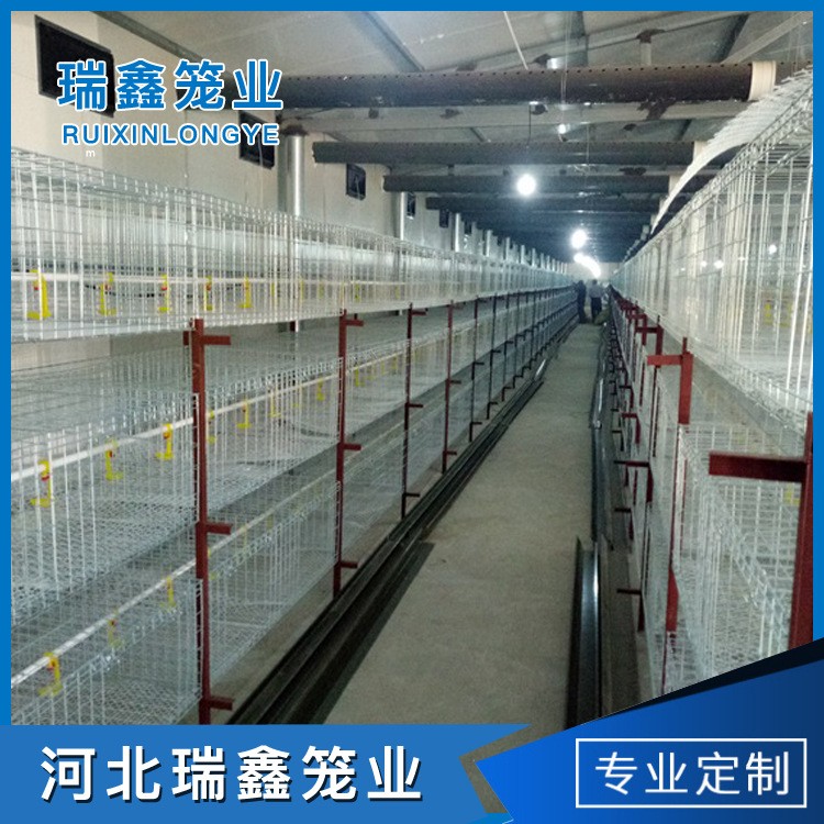 厂家生产供应 单层皮带立式热镀锌元宝肉鸡笼全自动养殖设备图4