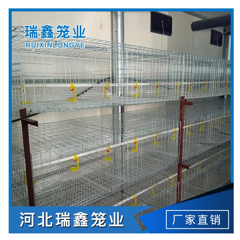 厂家生产供应 单层皮带立式热镀锌元宝肉鸡笼全自动养殖设备图2