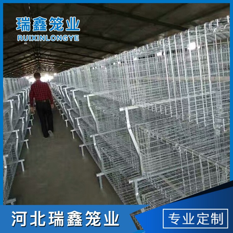 厂家批发 全自动肉鸡笼养殖 层叠笼养设备图3