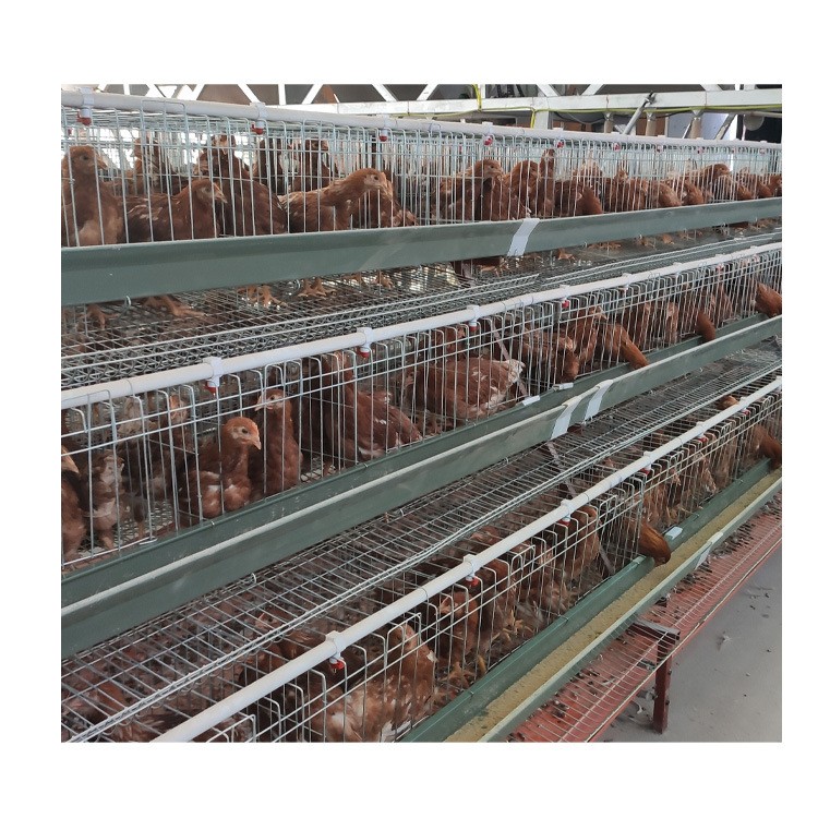 三层阶梯式蛋鸡笼输送带清粪省人工自动养殖设备养鸡设备自动化图5