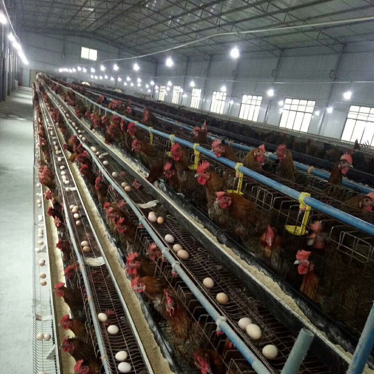三层阶梯式蛋鸡笼输送带清粪省人工自动养殖设备养鸡设备自动化图3