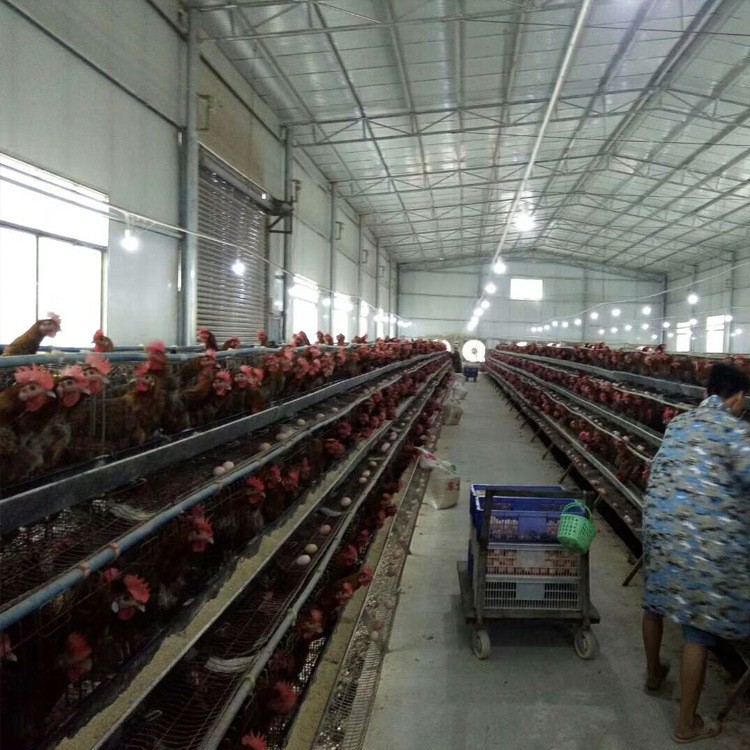 三层阶梯式蛋鸡笼输送带清粪省人工自动养殖设备养鸡设备自动化图4