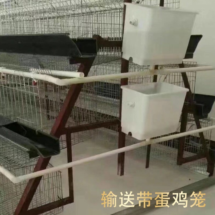 三层阶梯式蛋鸡笼输送带清粪省人工自动养殖设备养鸡设备自动化图2