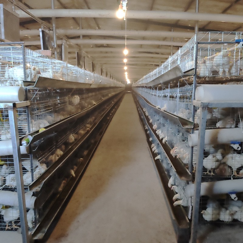 源头厂家直供半自动肉鸡笼镀锌肉鸡笼鸡笼子批发半自动化养殖设备图4