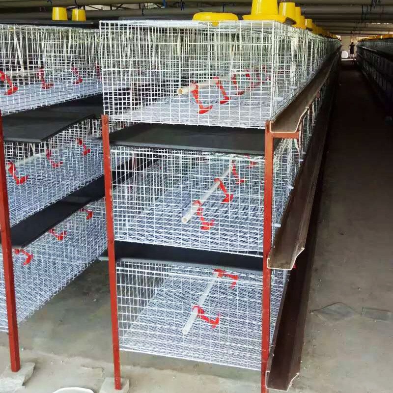 源头厂家直供半自动肉鸡笼镀锌肉鸡笼鸡笼子批发半自动化养殖设备图2