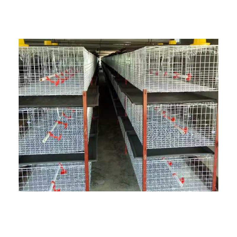 源头厂家直供半自动肉鸡笼镀锌肉鸡笼鸡笼子批发半自动化养殖设备图5