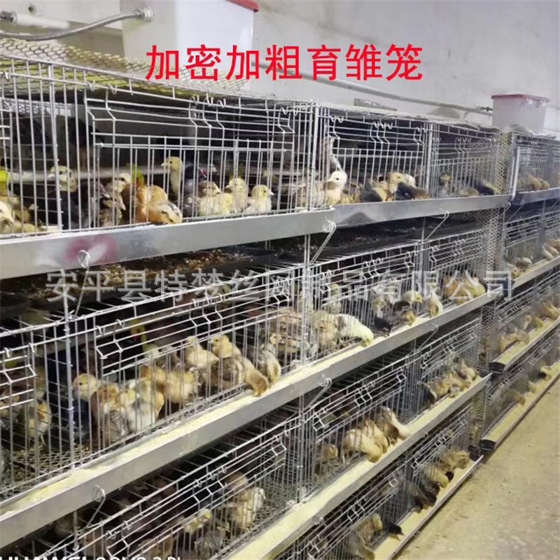 雏鸡笼育雏笼 小鸡笼 加粗加密弹簧门雏鸡笼 养殖小鸡笼