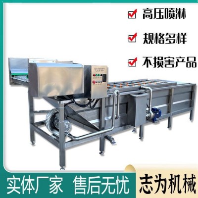 全自动气泡清洗机 黄花菜大枣苹果清洗机 大型商用辣椒清洗机设备