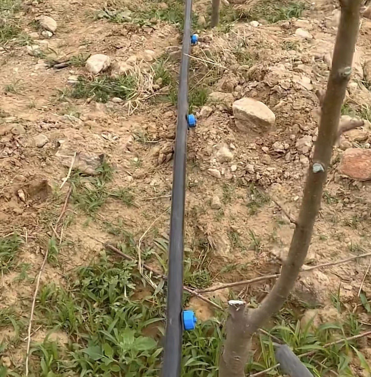 压力补偿式滴头山地果园滴灌滴水稳流器温室大棚灌溉滴灌头全新料图5