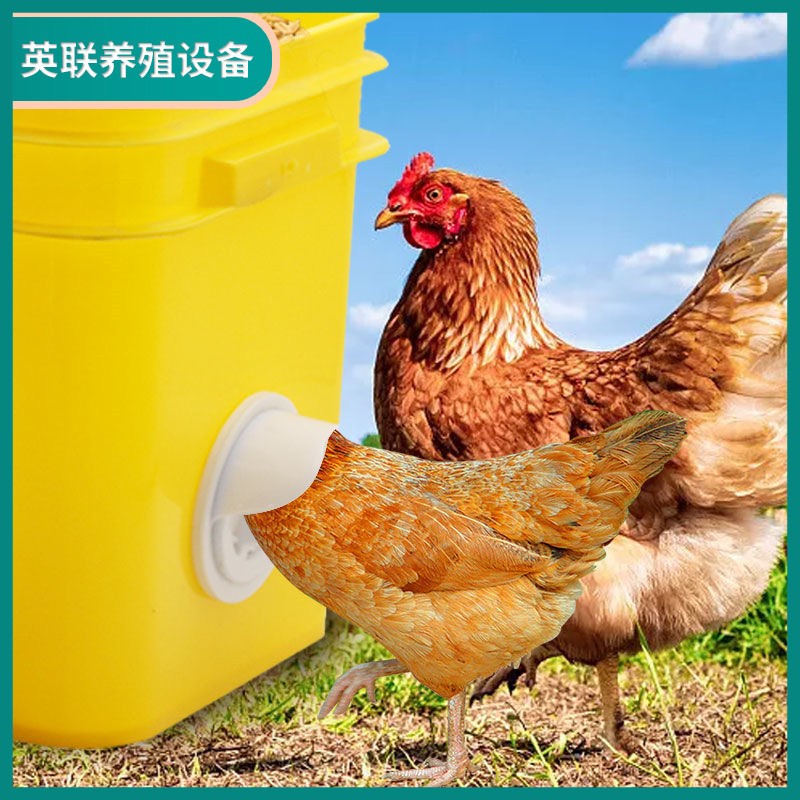 鸡用喂料器家禽自动喂食器鸡料筒鸡用饲料桶鸡用喂料桶禽类喂料口