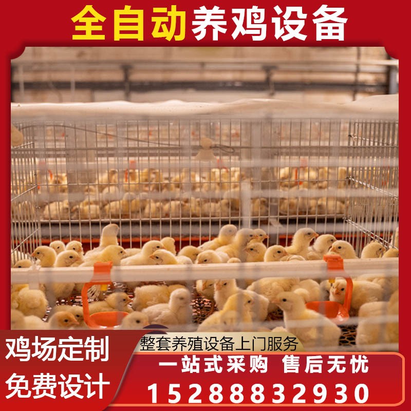 肉蛋鸡笼公鸡笼 育雏笼养鸡 笼具蛋鸡养殖设备 鸡舍自动化设备图2
