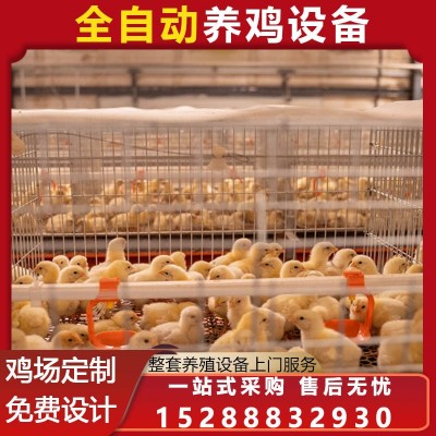 肉蛋鸡笼公鸡笼 育雏笼养鸡 笼具蛋鸡养殖设备 鸡舍自动化设备