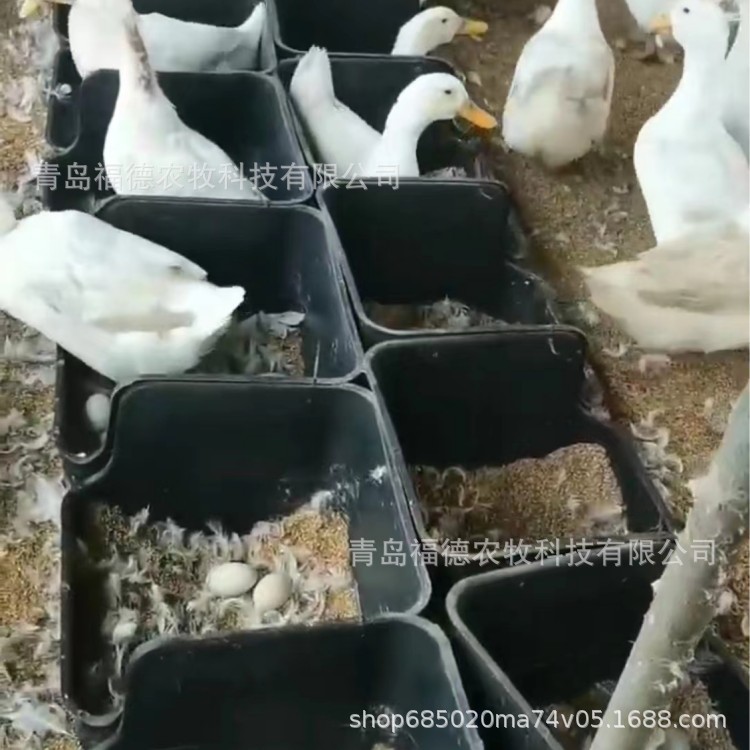 多种规格鸭蛋窝 鸭子产蛋窝 商品蛋鸭产蛋箱子 黑色鸭蛋窝图4
