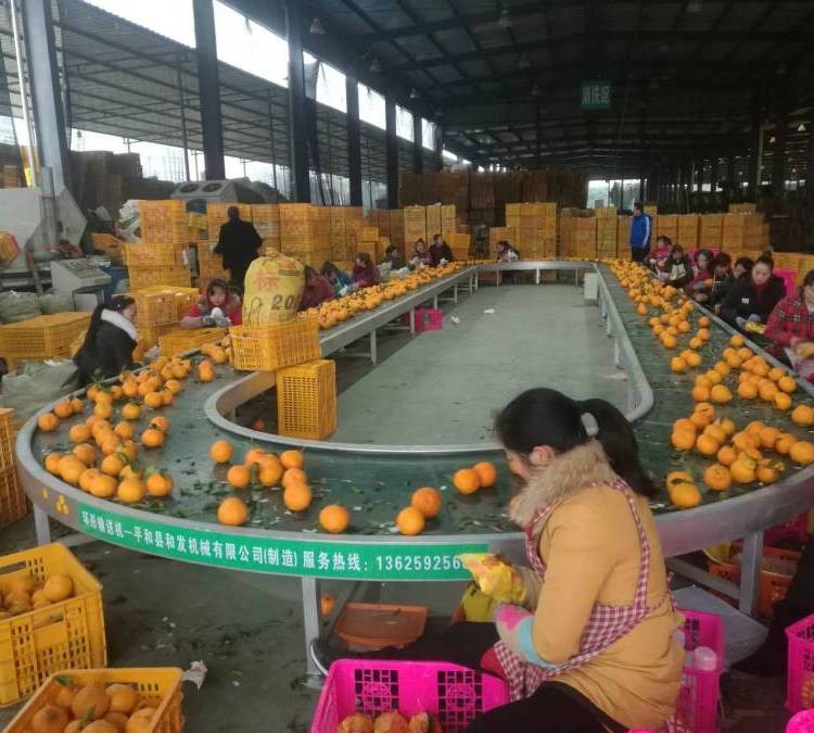 环形输送机 流水线传送带分拣线 水果包装挑选输送带 厂家供应