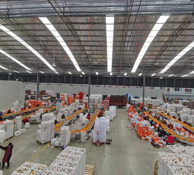 环形输送机 流水线传送带分拣线 水果包装挑选输送带 厂家供应图2