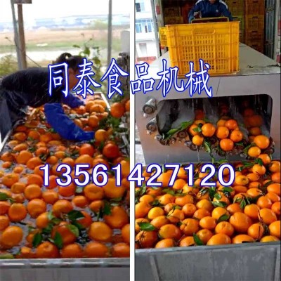 多功能柑橘清洗机 全自动洗白萝卜机器 脐橙柑桔赣橙水洗机抛光机