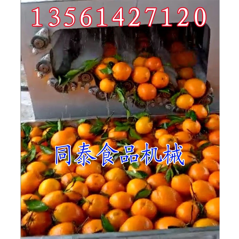 多功能柑橘清洗机 全自动洗白萝卜机器 脐橙柑桔赣橙水洗机抛光机图2