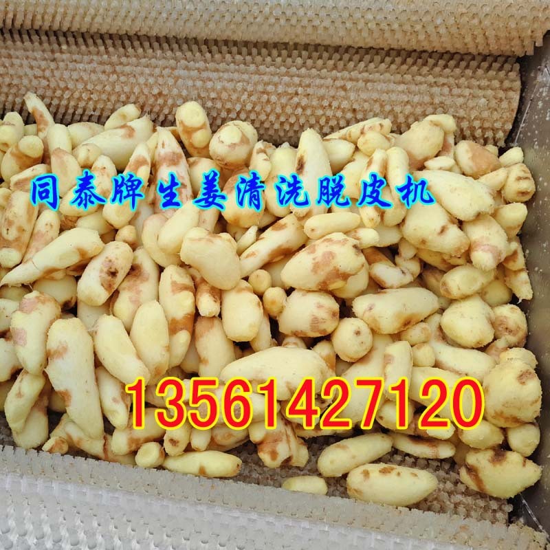 毛刷辊老姜去皮机 生姜清洗脱皮机 洗姜机 果蔬清洗去皮毛刷机图2