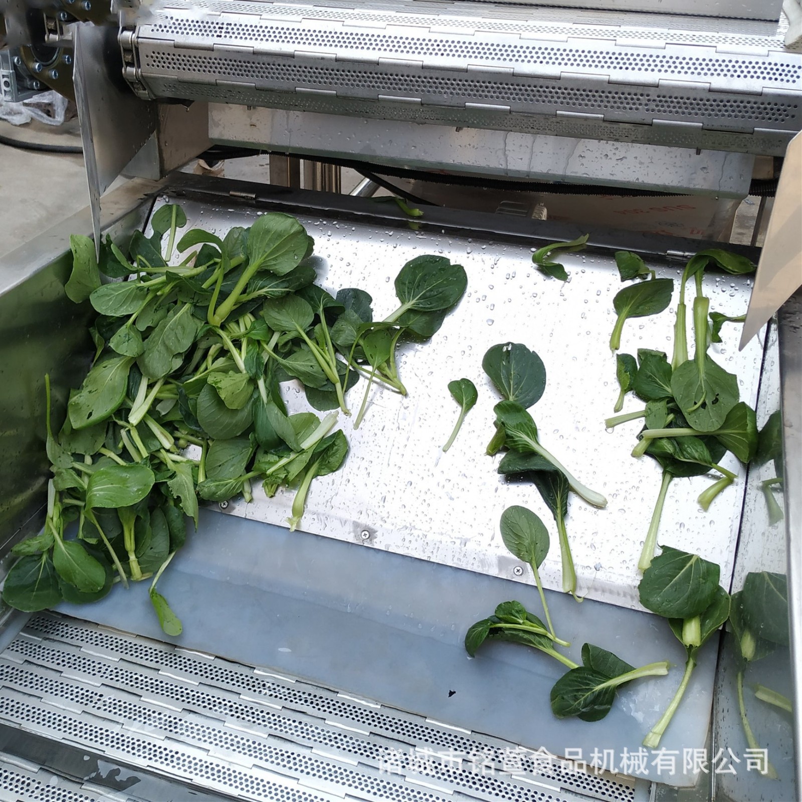 气浴式海鲜果蔬清洗设备 中药材气泡清洗机 海带翻浪式气泡清洗机图3