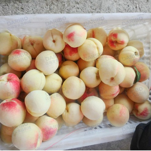 *多功能圆果去籽对半切机 黄桃罐头车间用去核分切机大型桃子分瓣