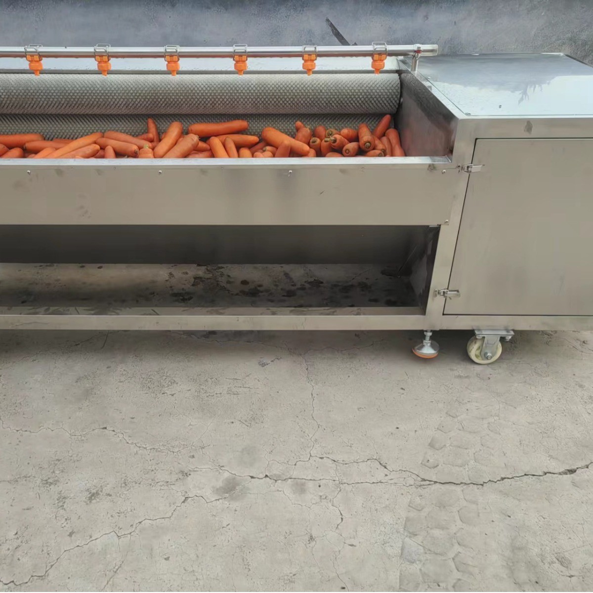 全自动毛辊清洗机不锈钢海虹海蛎子清洗机根茎类中药材清洗去泥机图2