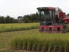 台湾农民的水稻收割作业，以使用半喂入收割机为主