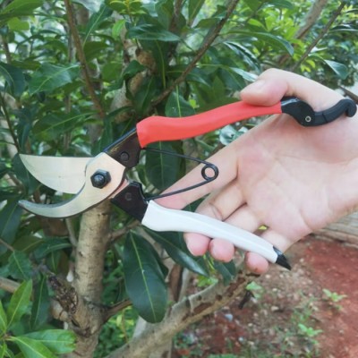凯姿P168果树剪花木剪 园艺修枝剪 枝条修剪树枝剪刀园林工具