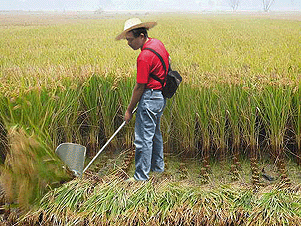 背负式四冲程锄草机松土机割稻机割草机锄草机小型微耕机翻土机图2
