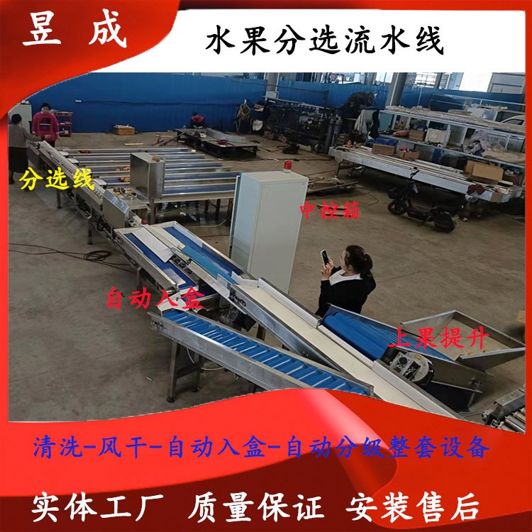 桃子柑橘清洗分选包装设备 水果分级设备 选果分级机 自动选果机图2