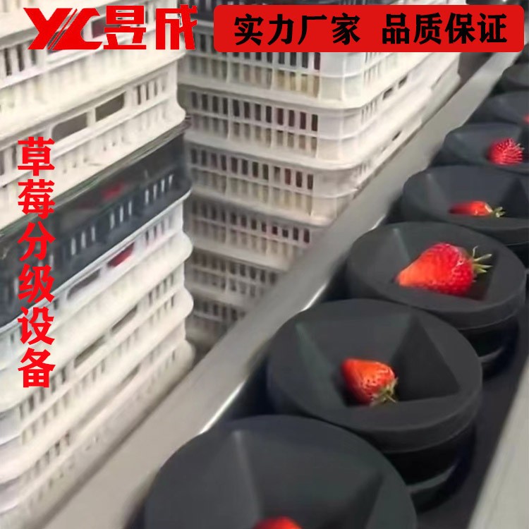 重量糖度 草莓分选机 西瓜分级机 水果分选设备 自动选果机