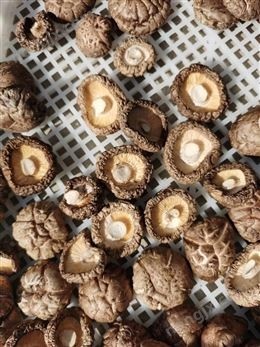 多层网带式烘干机,食用菌类烘干机图3