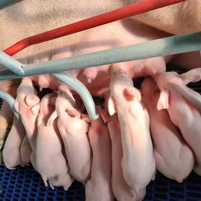 母猪产床 双体产保一体猪用分娩床 保育床 定位栏 养猪繁殖器具图2