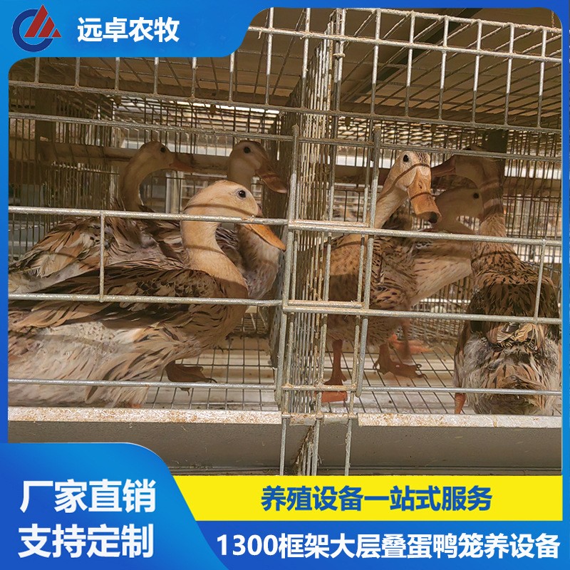 全自动捡蛋蛋鸡养鸡场设备 安徽宣城四列五层叠蛋鸭笼自动化图4