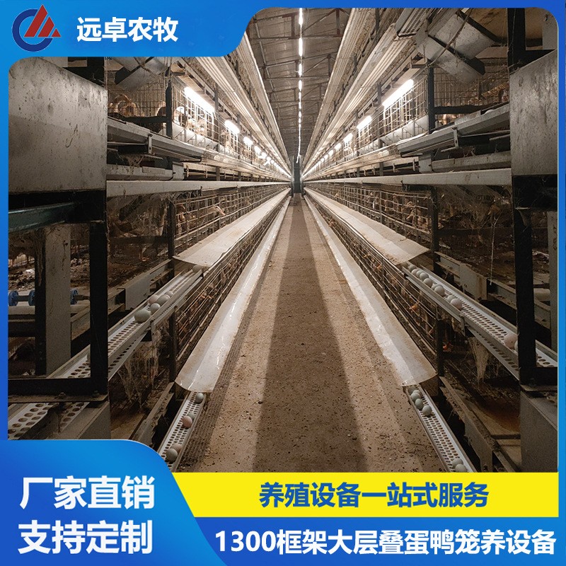 全自动捡蛋蛋鸡养鸡场设备 安徽宣城四列五层叠蛋鸭笼自动化图2