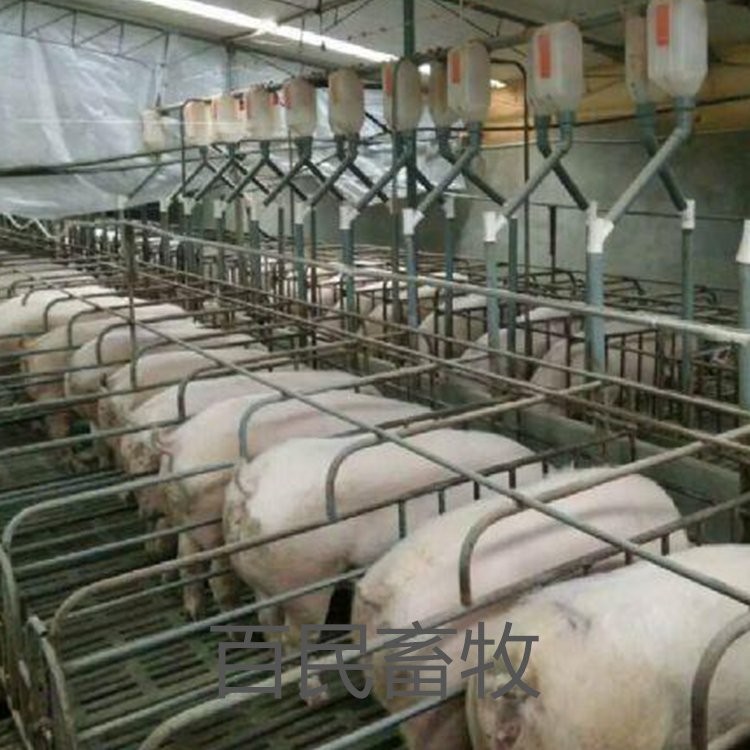 自动料线 料塔 养殖场喂料上料设备 镀锌板散装饲料塔 质量无忧图2