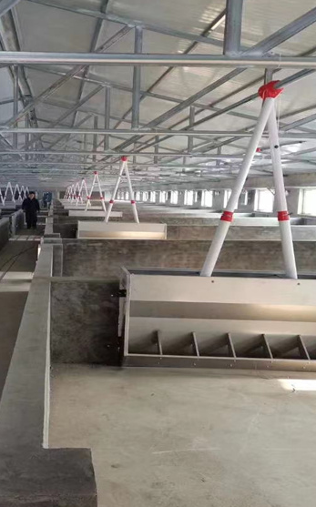 全自动养猪设备 智能化自动料线 百民畜牧猪场安装设计图5