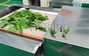 微波桑叶烘干机图5