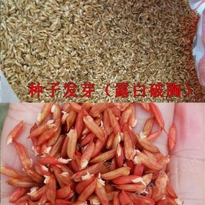 水稻直播机水稻播种机图5