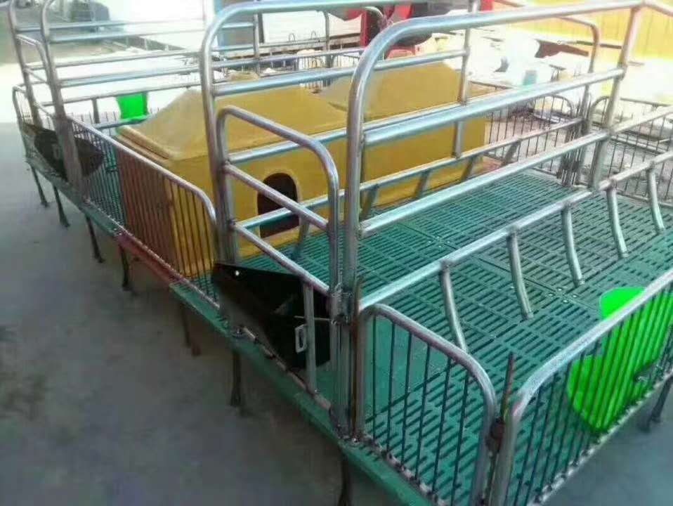 厂家供应母猪产床复合双体母猪产床加厚母猪产床图2
