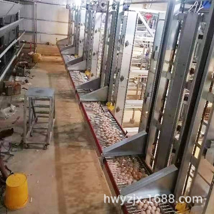 自动化拣蛋机视频 高密度养鸡设备整套收蛋设备工厂直发拣蛋设备图3
