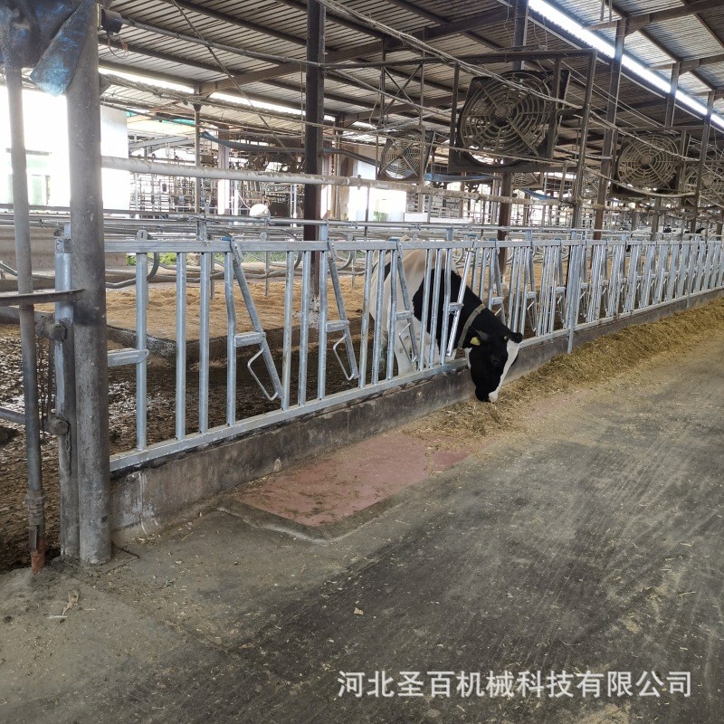 养牛厂自锁式牛颈枷单双开活位奶牛场设备牧场加厚热镀锌牛颈夹图3