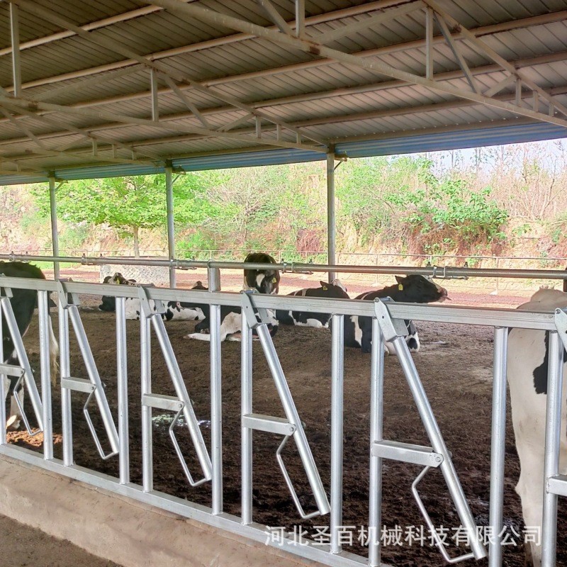 养牛厂自锁式牛颈枷单双开活位奶牛场设备牧场加厚热镀锌牛颈夹图2