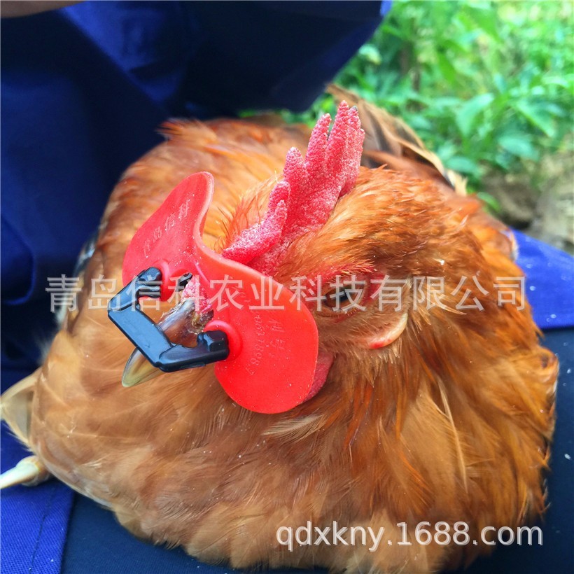 第十代野鸡无栓鸡戴眼镜 大公鸡用眼镜 不挂网 防伤害 软镜片又图4