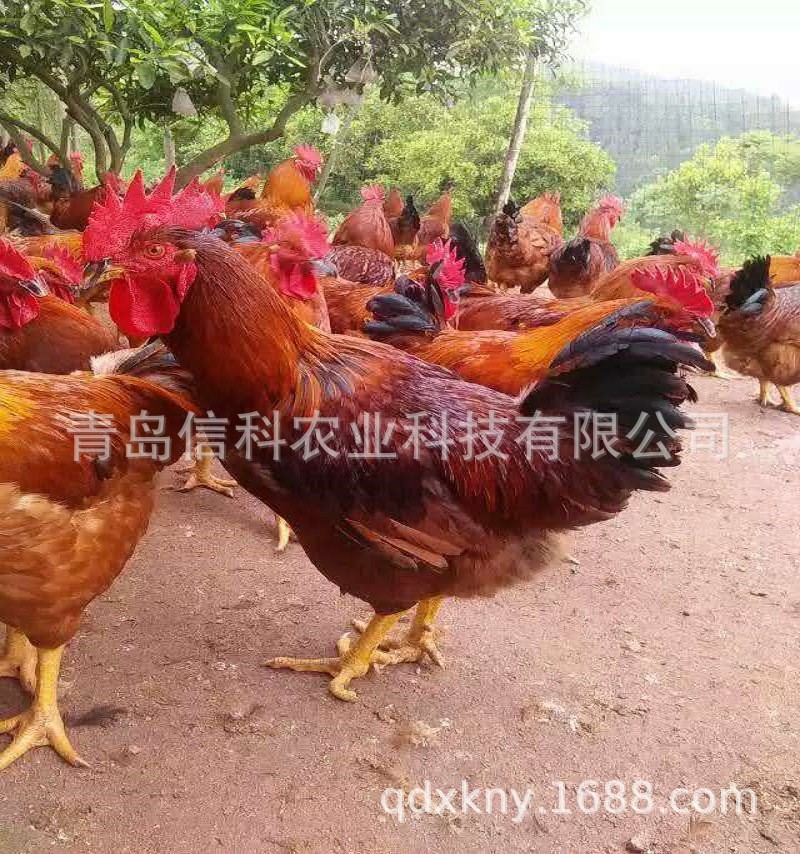 鸡嘴卡环-眼罩鸡养殖用品鸡戴眼镜鸡嘴卡鸡嘴环野鸡防啄图5