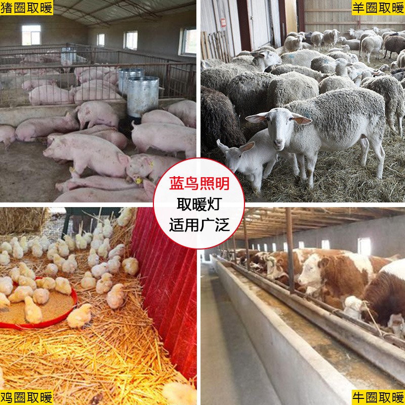 蓝鸟养殖专用取暖灯小鸡仔猪仔育雏兽用加热烤灯设备加厚保温灯泡图2
