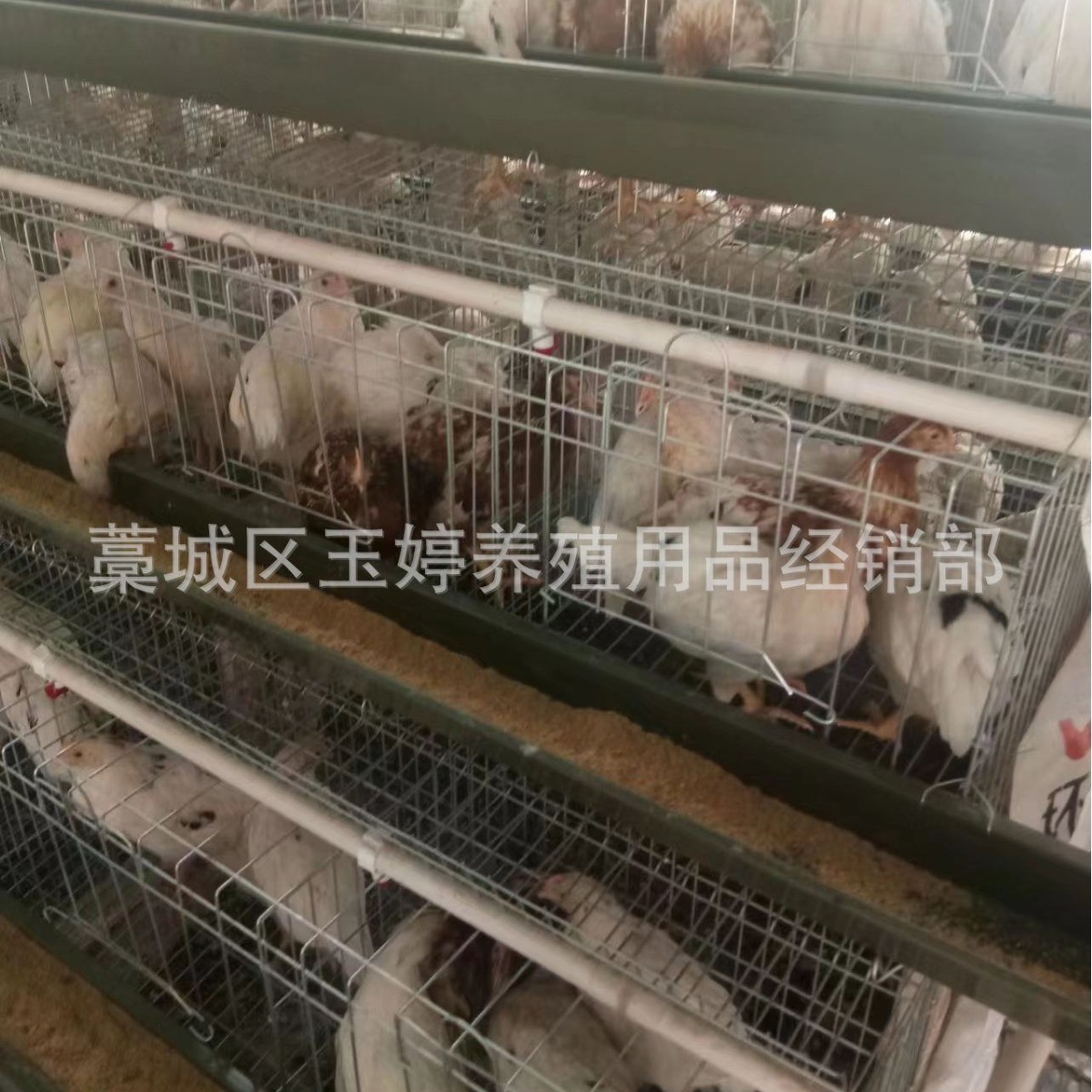 全自动层叠蛋鸡笼子养殖鸡笼具笼养鸡用设备阶梯式鸡笼蛋鸡笼养殖图2